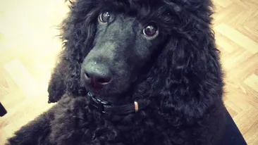 Un câine de expoziţie, sfâşiat de un Amstaff lăsat liber pe un bulevard aglomerat din Capitală! Animalul a fost ucis sub privirile stăpânei