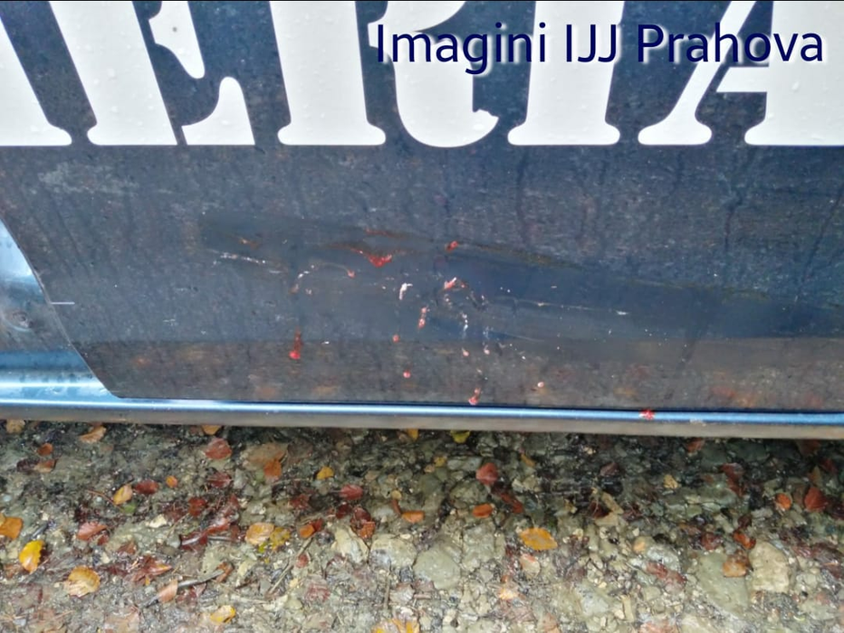 Este alertă în Prahova. Un urs rănit și agresiv a atacat oamenii în zona Bușteni