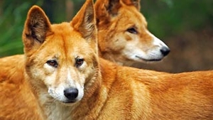 Au trecut 32 de ani si tot nu au gasit-o! Justitia australiana a renuntat la cautarea fetitei rapite de un dingo