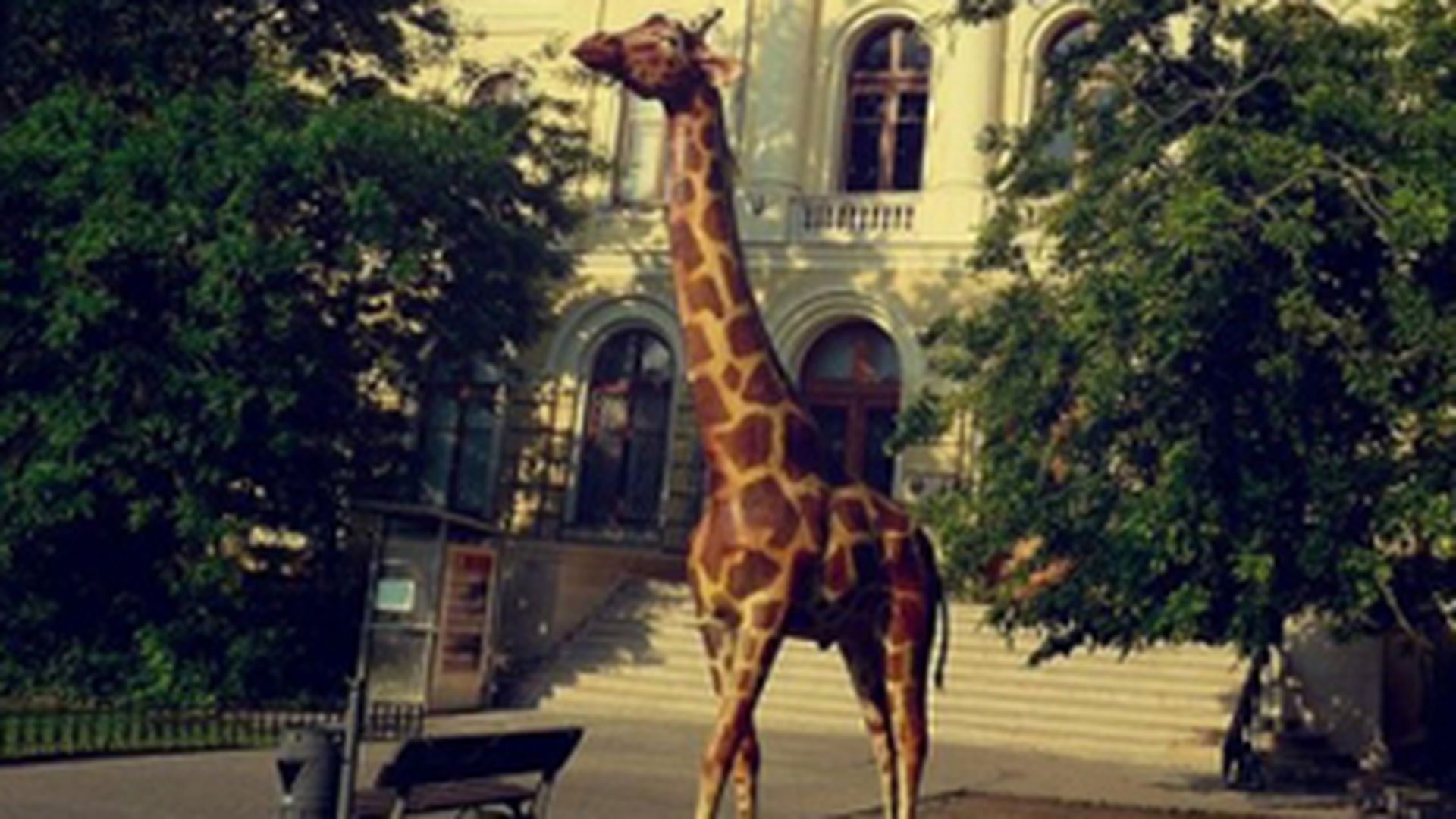 Girafa vandalizata va fi reinstalata joi in fata Muzeului Antipa