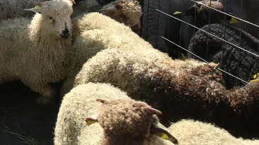 Aveti grija de unde cumparati miel, caci s-ar putea sa va alegeti cu... porc! Vezi unde se vand organe suspecte!