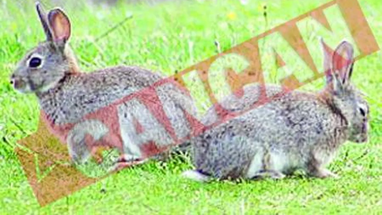 Iepurii lui Vladut Munteanu