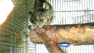 Are 15 centimetri, costa 5.000 de lei!