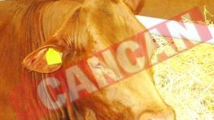 Cele mai frumoase vaci din Romania