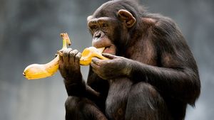 Dacă nici maimuțele nu știu, atunci… Ultima descoperire e gravă! Cum trebuie mâncate bananele