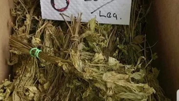 VIRAL | Cum a încercat un bărbat din Bucureşti să vândă leuştean uscat: Bun pentru femei! Ori rămân gravide, ori...