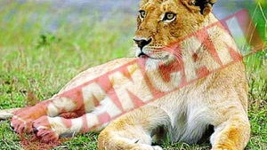 Dupa elefantica Gaya Si jaguarul Betty, la Zoo a murit Si o leoaica