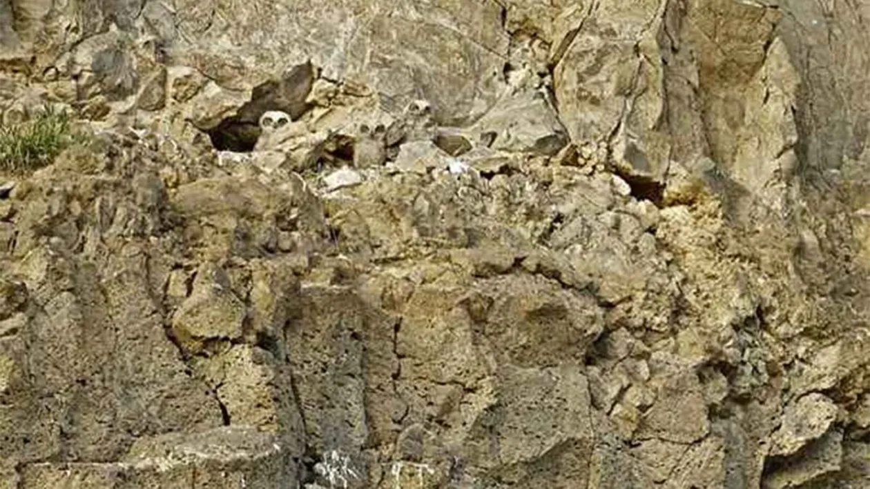 Iluzie optică virală | Câte bufnițe se ascund în această fotografie?