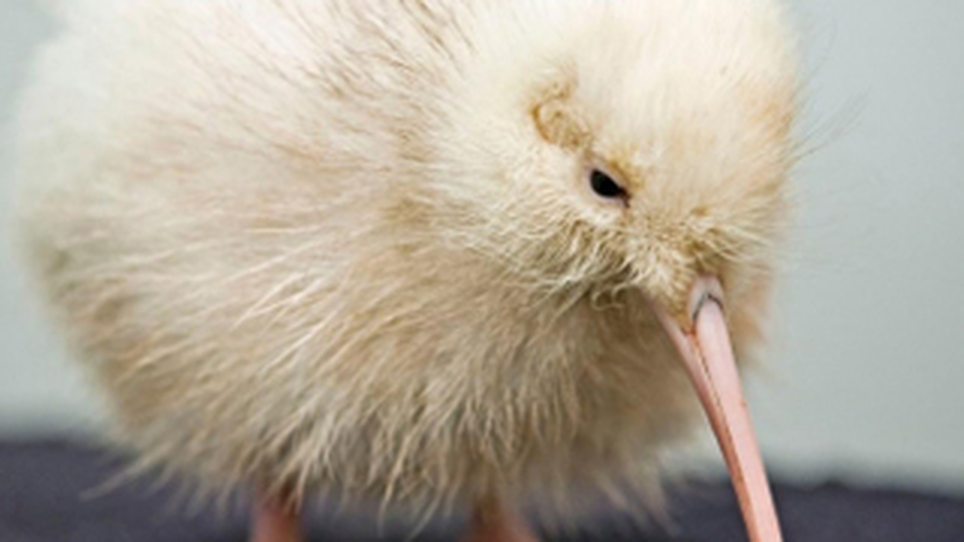 FOTO INEDIT! Vezi cum arata un pui de kiwi alb!
