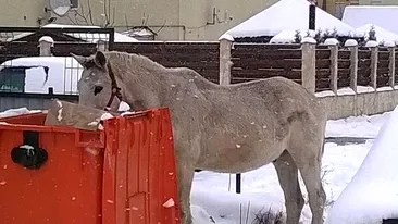 Imagini INGROZITOARE surprinse in Romania! Mai multi cai abandonati pe strazi se hranesc din gunoaie! Vezi unde se intampla