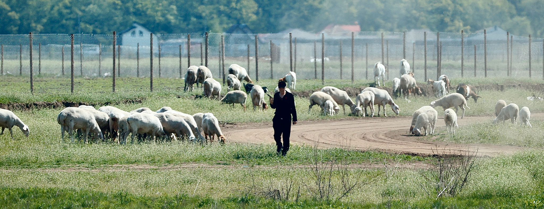 Gigi Becali, la stână. Foto: CANCAN.RO