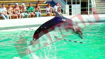 L-au incinerat pe Mark