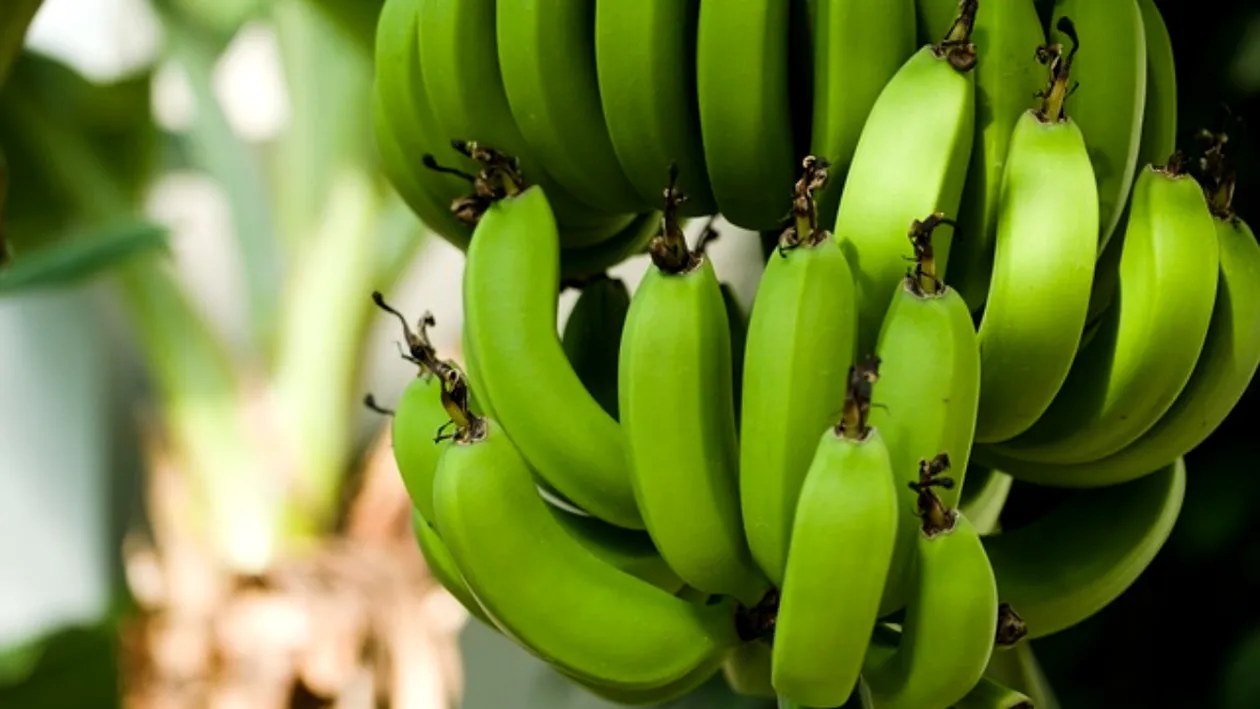 Cum a ajuns nea Nelu să cultive bananieri în spatele casei. Românul vrea să dea lovitura cu sera tropicală