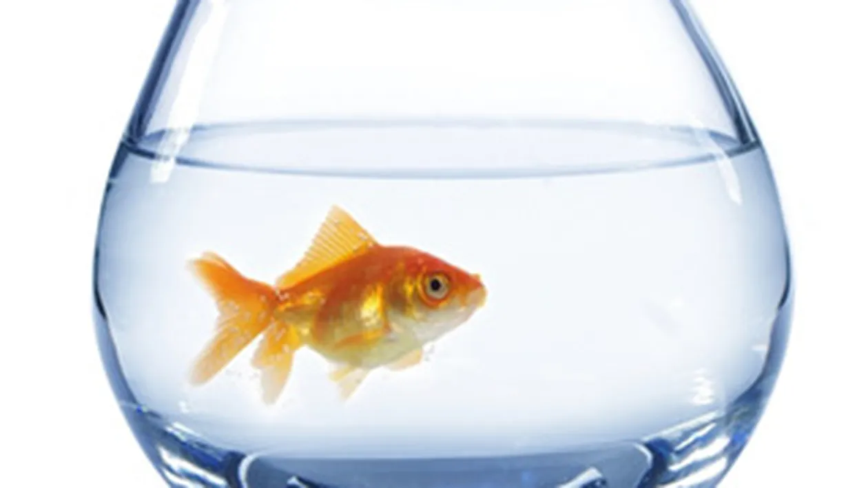 A cumparat un peste de la pet shop si l-a inghitit in fata angajatilor