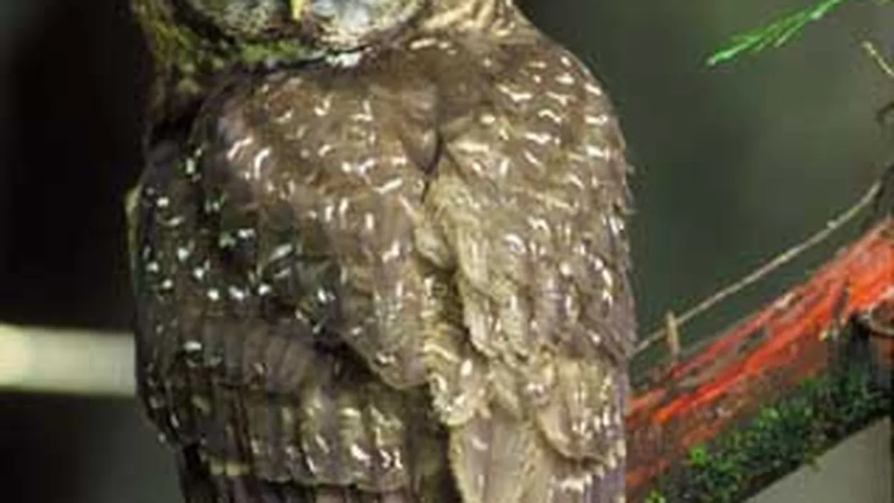 Politistii germani au retinut o bufnita beata