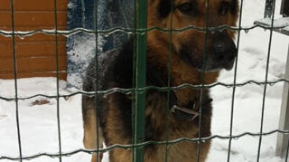 Maruta face apel: "Irina Loghin a gasit un caine lup cand alerga in Herastrau! Il recunoasteti?"