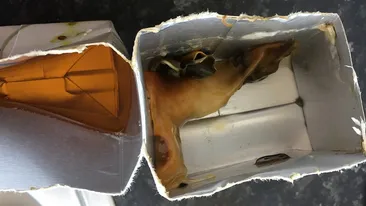 FOTO SOCANT! O femeie a trait spaima vietii ei. Am gasit o creatura oribila intr-o cutie cu suc de mere!