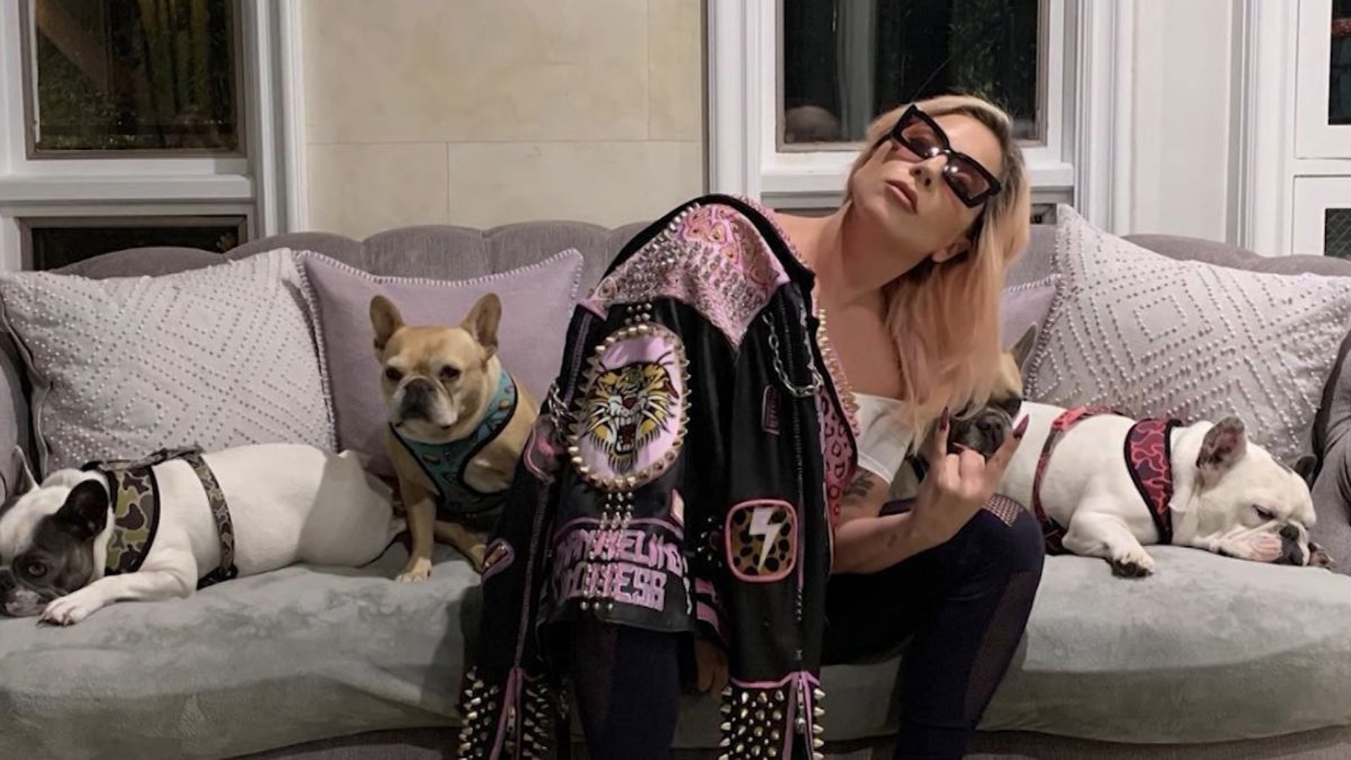 Câinii lui Lady Gaga au fost găsiți! Cine a încasat recompensa de jumătate de milion de dolari oferită de artistă