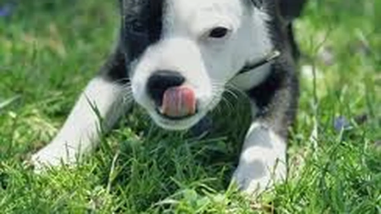 Se poate şi invers! Un câine a murit după ce stăpânul său l-a atacat şi l-a muşcat de ureche