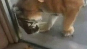 VIDEO Te-ai plictisit ca tigrul sa doarma cand te duci la zoo? Uite cum il poti anima: ii dai cu papucii pe la nas si sigur va sari pe tine! Da-i share