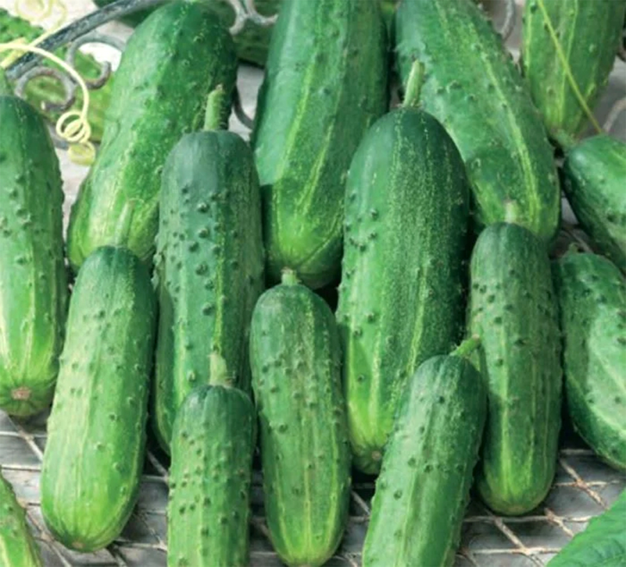 Legume februarie