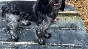 Stăpâna unui cățel a izbucnit în râs în momentul în care și-a văzut animalul cu o jucărie sexuală