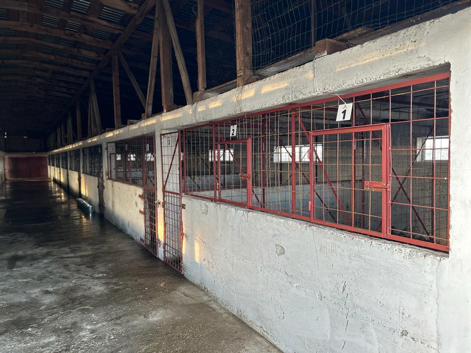 Ce au descoperit polițiștii la descinderea în adăpostul din Suraia, județul Vrancea. Iubitorii de animale fac acuzații grave la adresa medicului veterinar