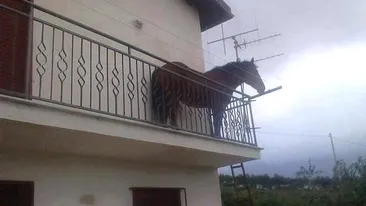 Uluitor! Un cal, fotografiat în balconul unei case din Florești