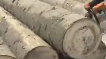 Imaginile realizate in Romania care fac inconjurul lumii! Ce au descoperit in acesti copaci dupa ce au taiat pomii cu drujba