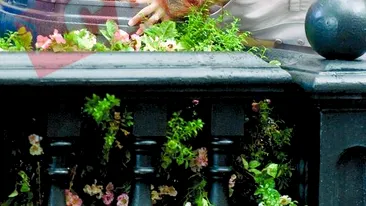 In ce hal a ajuns Jennifer Lopez!