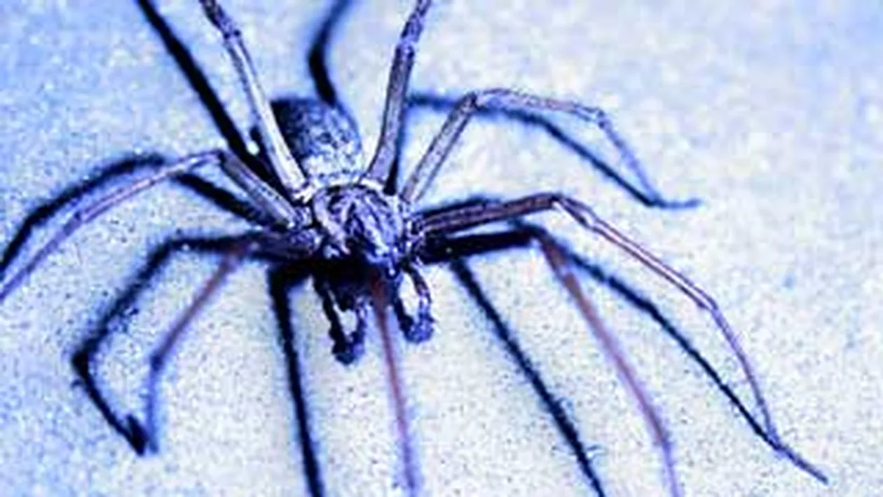 A explodat  in timp ce voia sa prinda un paianjen