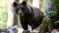 Ursoaica din Predeal care l-a rănit pe șeful Salvamont a fost împușcată. Ce s-a întâmplat apoi cu puii ei