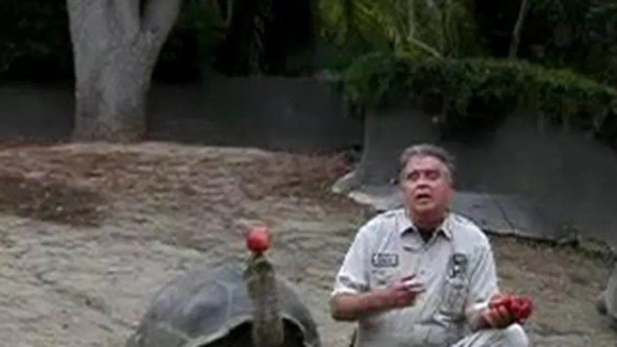 VIDEO O broasca testoasa poate jongla cu un mar mai bine decat un circar!