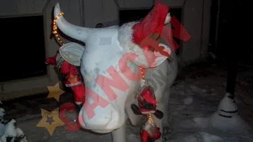 Caz incredibil! Hotii au spart un restaurant din Bucuresti si au furat o... vaca de 2,500 de euro!