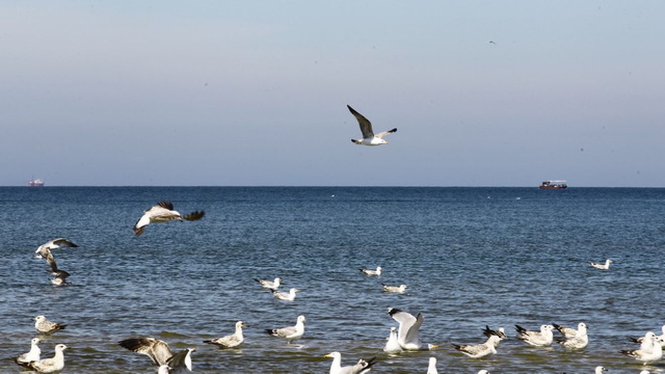 Intrusul de la malul marii! Vezi ce musafir nepoftit s-a strecurat in mijlocul unui stol de pescarusi