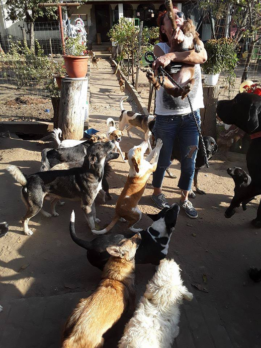 În curte și în casă, Daniela ține 100 de câini