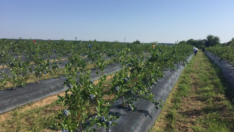 În Oltenia au apărut plantații de afine