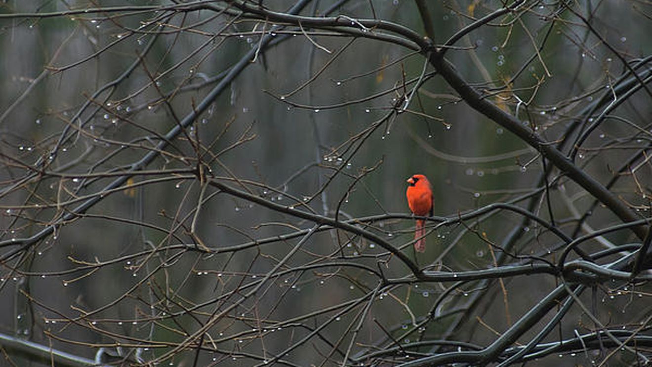 Vremea ne mai face o surpriză! Plăcută sau neplăcută, ce crezi? Află prognoza pentru următoarele două săptămâni!