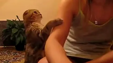 VIDEO Nu ai cum sa nu o iubesti! Pisica asta cerseste atentia stapanei care se joaca la calculator in cel mai adorabil mod! Da-i share!