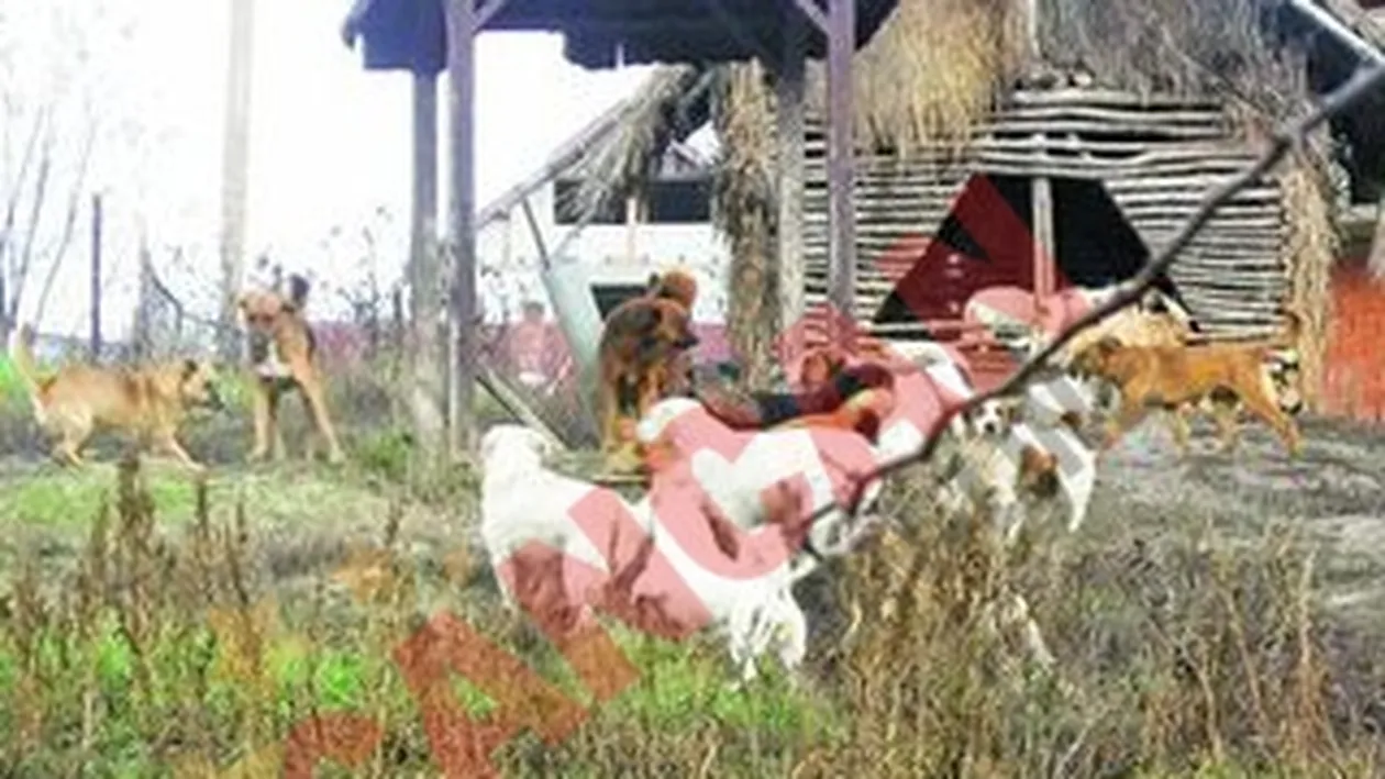 Si-a vandut casa si masina si si-a dat demisia pentru a adopta  1.500 de caini