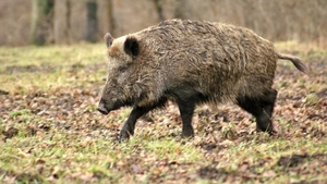 Culmea inconștienței în Bihor. Au vânat un mistreț bolnav de pestă porcină, iar apoi...