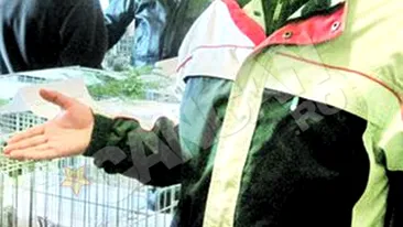 Campion la proba de maraton. Are un porumbel de 5.000 de euro