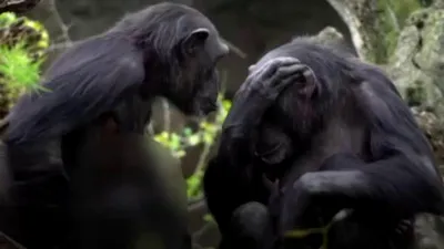 Imagini sfâșietoare într-o grădină zoologică. O femelă cimpanzeu își plânge puiul mort de luni de zile și îl cară după ea peste tot