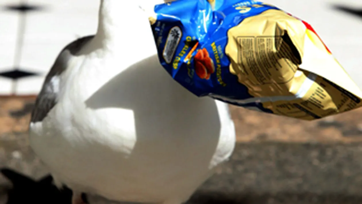 Angajatii unui magazin din Marea Britanie stau de paza pentru a tine la distanta un pescarus hotoman