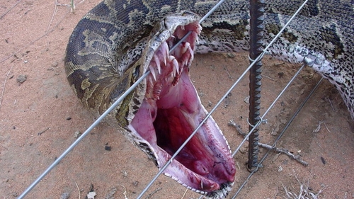 Un PITON a scapat dintr-un magazin de animale. Ce s-a intamplat dupa a ingrozit un intreg oras din Canada