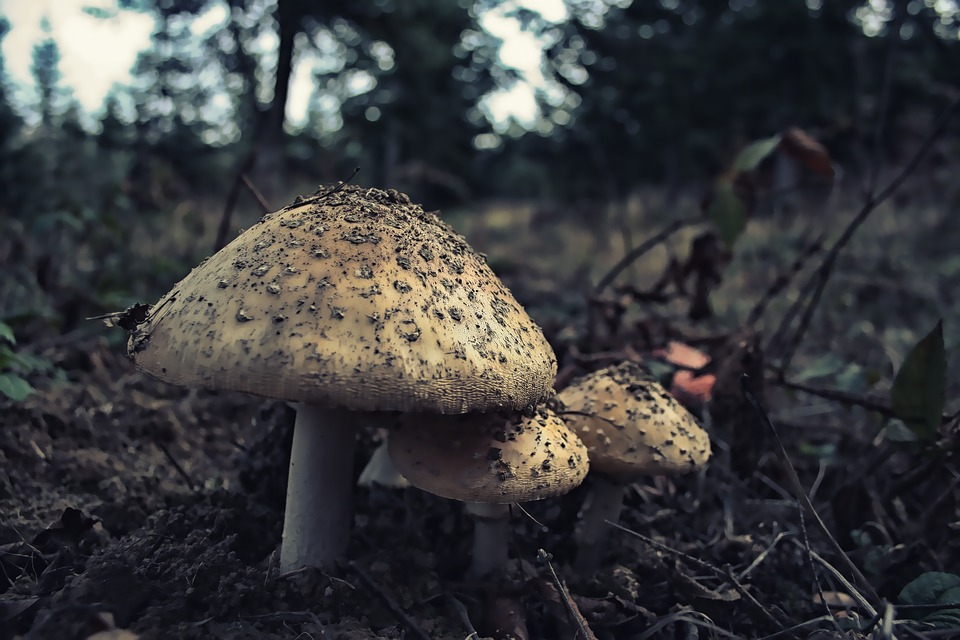 Sursa foto: pixabay.com