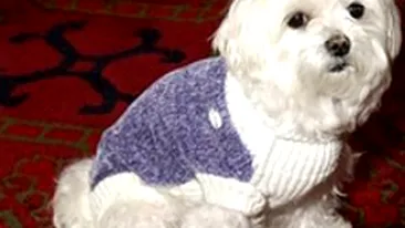 Un caine milionar in dolari a murit intr-un centru luxos din Florida