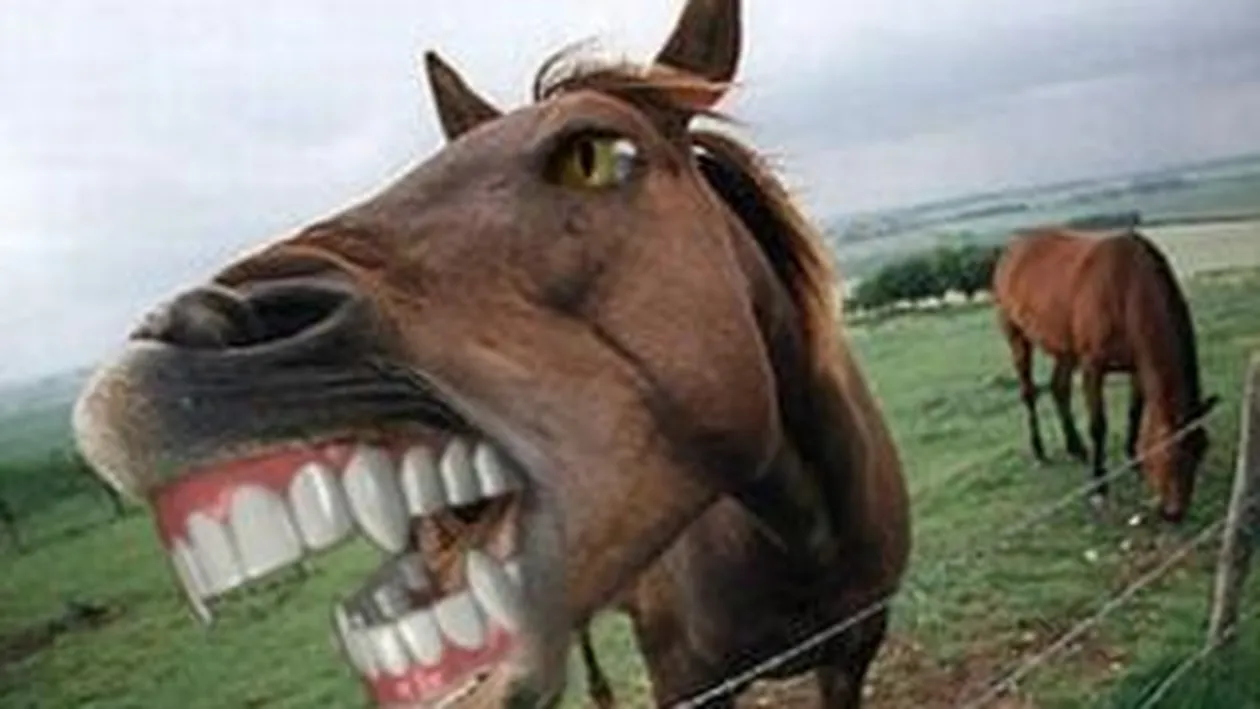 Un cal si-a omorat stapanul, zdrobindu-l sub copite, la Agigea