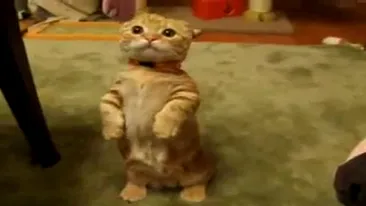 Puss in boots din Shrek chiar exista! Uite ce adorabila este pisicuta asta care sta in doua labe!