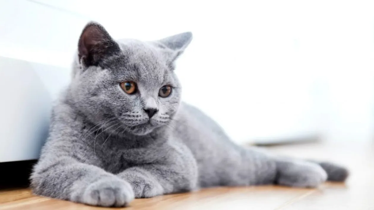 Caz șocant! O femeie a decedat după ce a fost linsă de animalul său de companie. Cum a fost posibilă tragedia